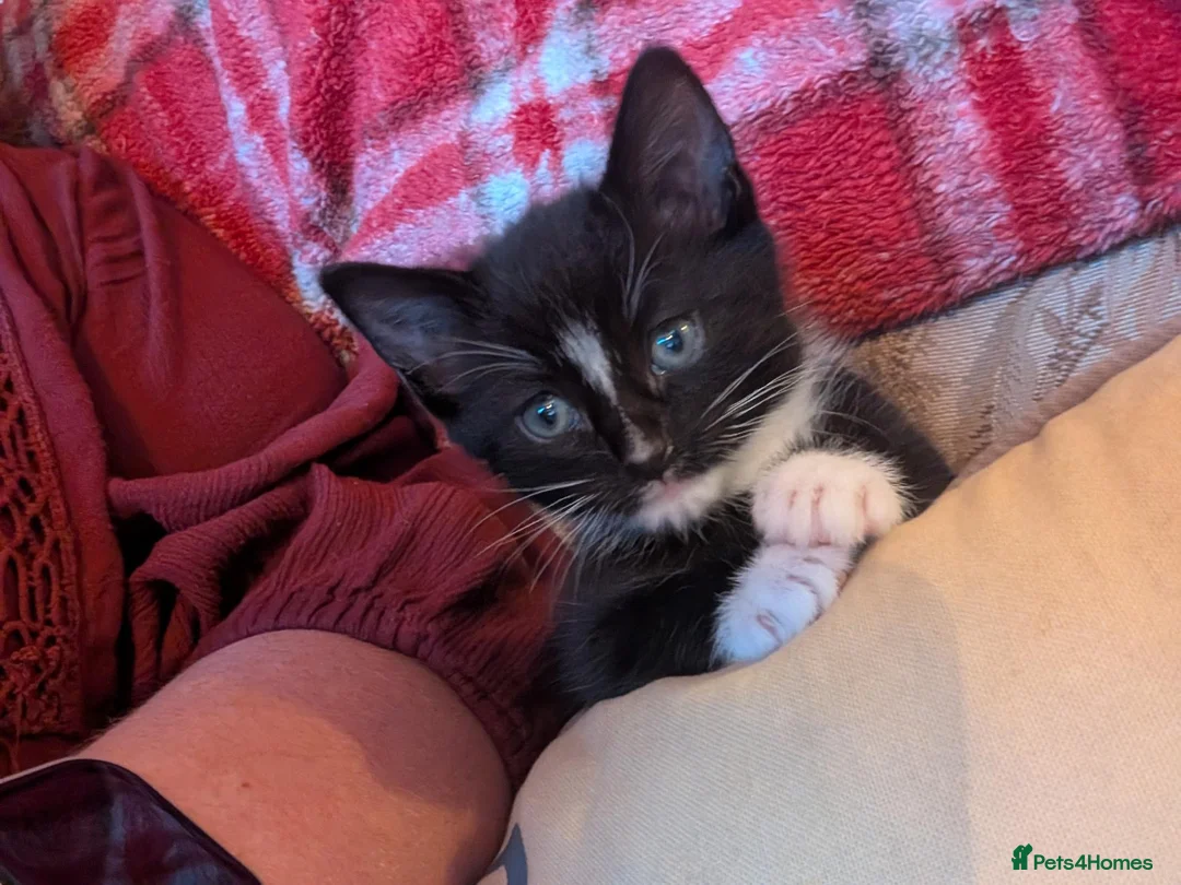 Mixed Breed cats for sale: Kittens for sale  in Stoke-on-Trent - Advert 2