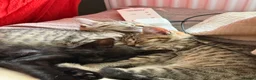 Mixed Breed cats for sale: Grey tuxedo cat mixed with tabby  in Bromley - Advert 5