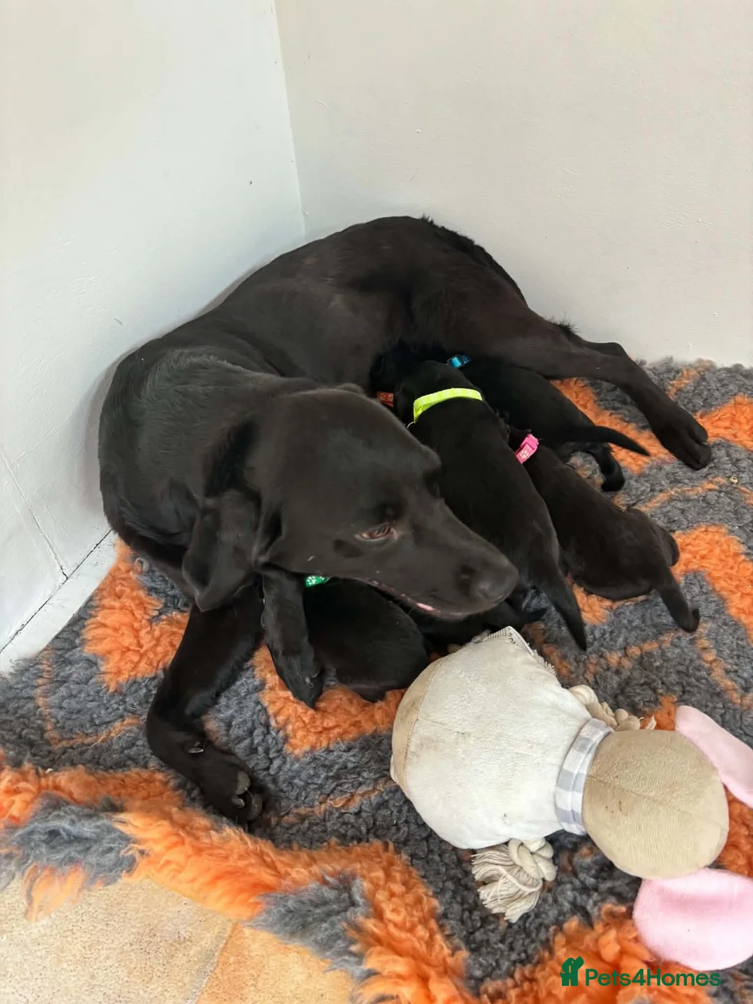 Labrador Retriever dogs for sale: KC Reg Puppies, FTCH Bred with versatility in mind - Advert 17