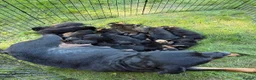 Rottweiler dogs for sale: zbiojde Stunning Rottweiler Puppies Ready Now in Paisley - Advert 3