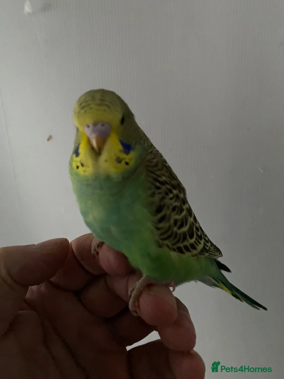 Budgerigars birds for sale: Young budgies available  - Advert 3