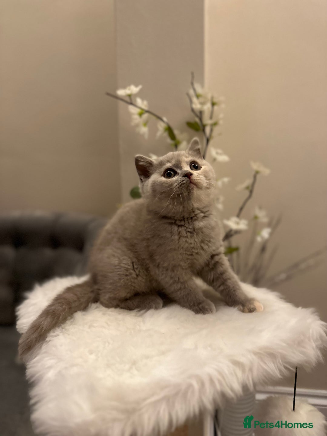 British Shorthair cats for sale: Lilac,Blue,BiColours & Colourpoint Registered  - Image 29