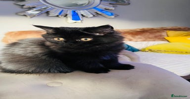 Persian cats - Advert 7