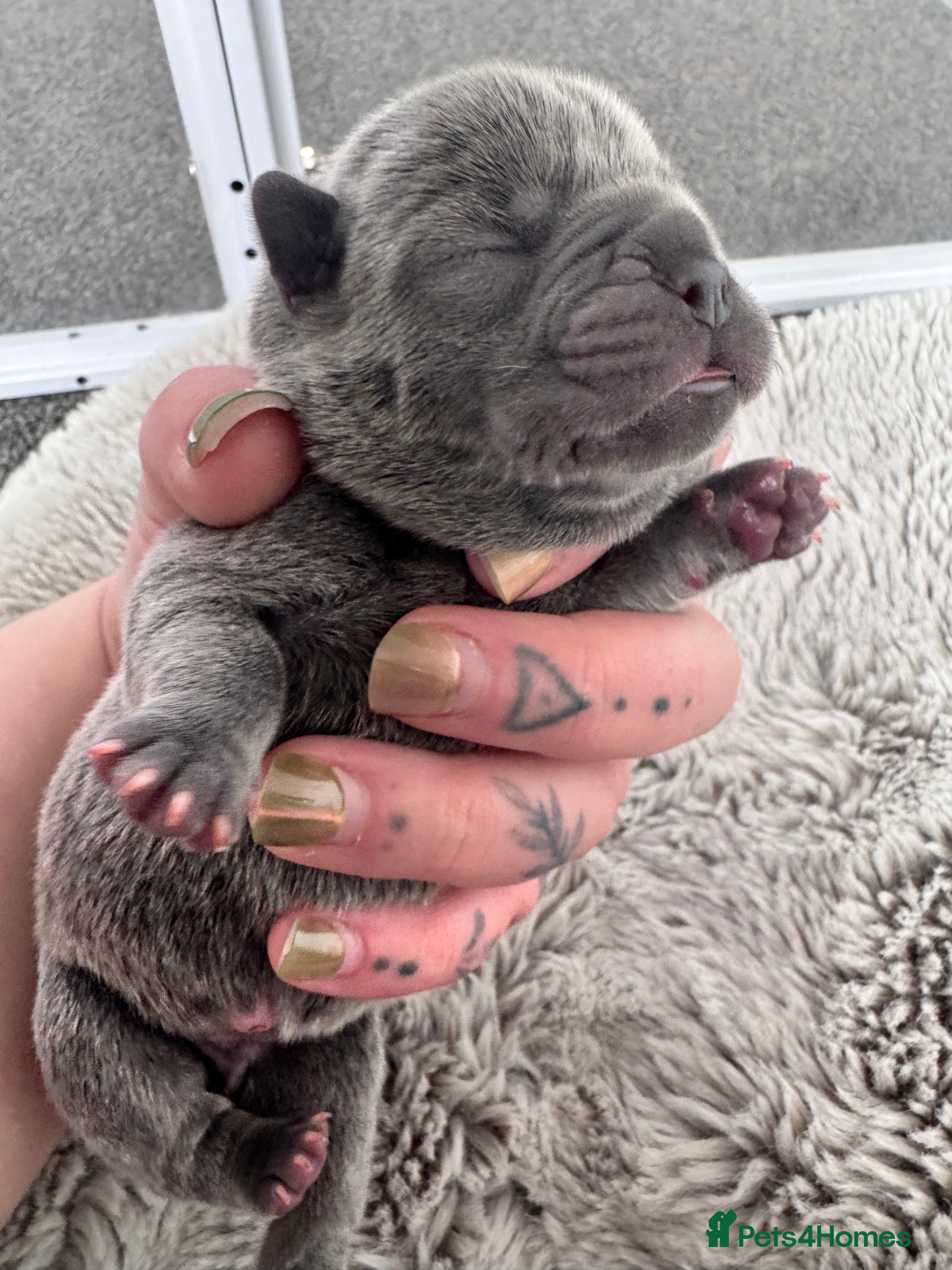 Mixed Breed dogs for sale: Beautiful Litter of French Chows - Advert 20