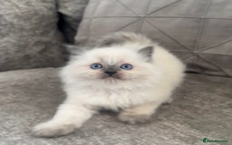 Ragdoll cats for sale: Blue Point Ragdoll Kittens!  - Advert 13