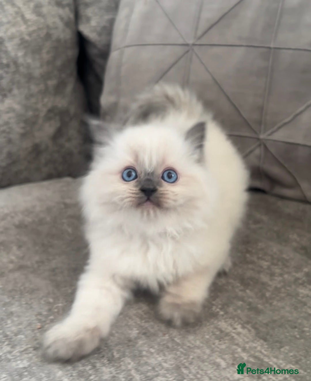 Ragdoll cats for sale: Blue Point Ragdoll Kittens!  - Advert 13