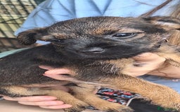 Border Terrier dogs for sale: Grizzle Border terrier pups slem tested parents  - Image 7