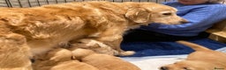 Golden Retriever dogs for sale: KC Registered Golden Retriever Puppies  - Advert 7