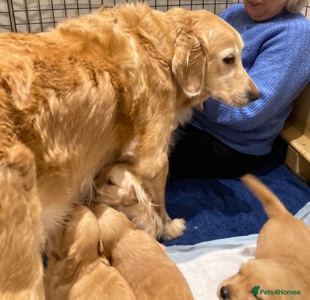 Golden Retriever dogs for sale: KC Registered Golden Retriever Puppies  - Advert 7