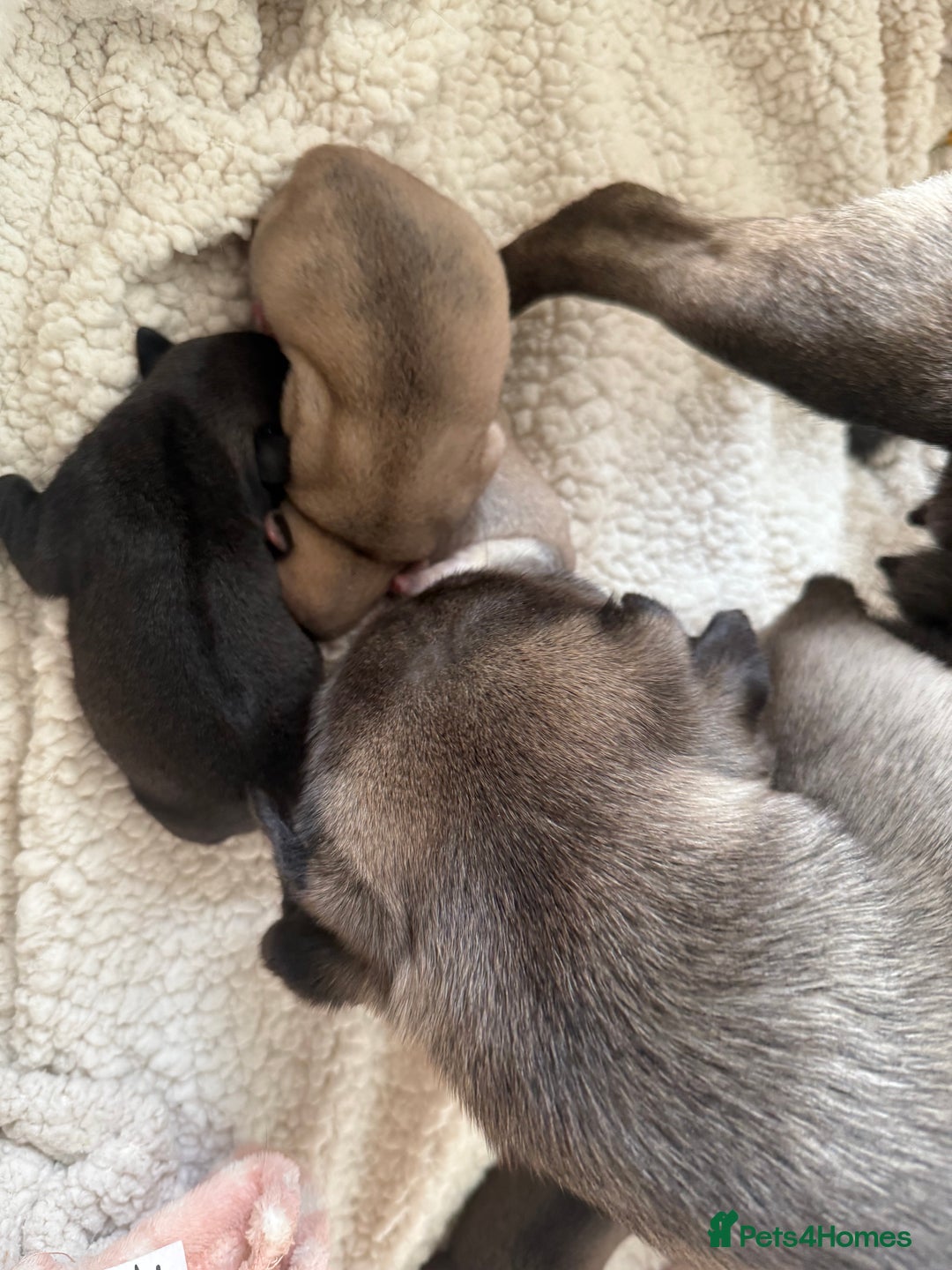 Pug dogs for sale: £500 pug puppies - Image 15