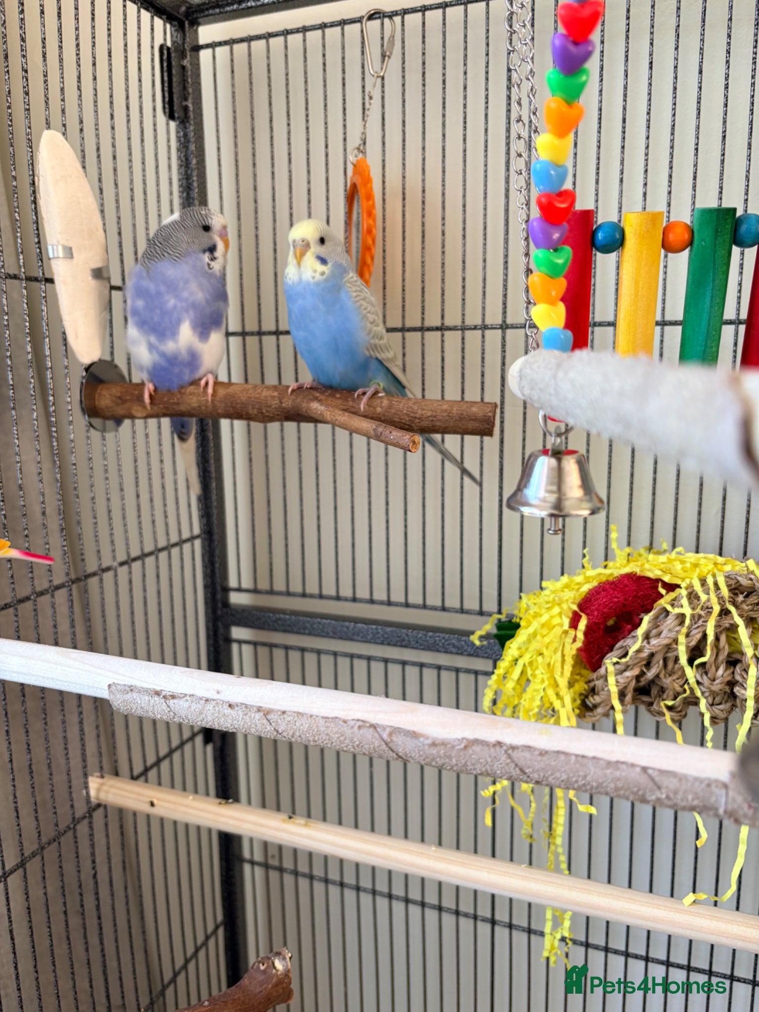 Budgerigars birds Beautiful pair of budgies  - Advert 2