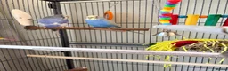 Budgerigars birds for sale: Beautiful pair of budgies  - Advert 2