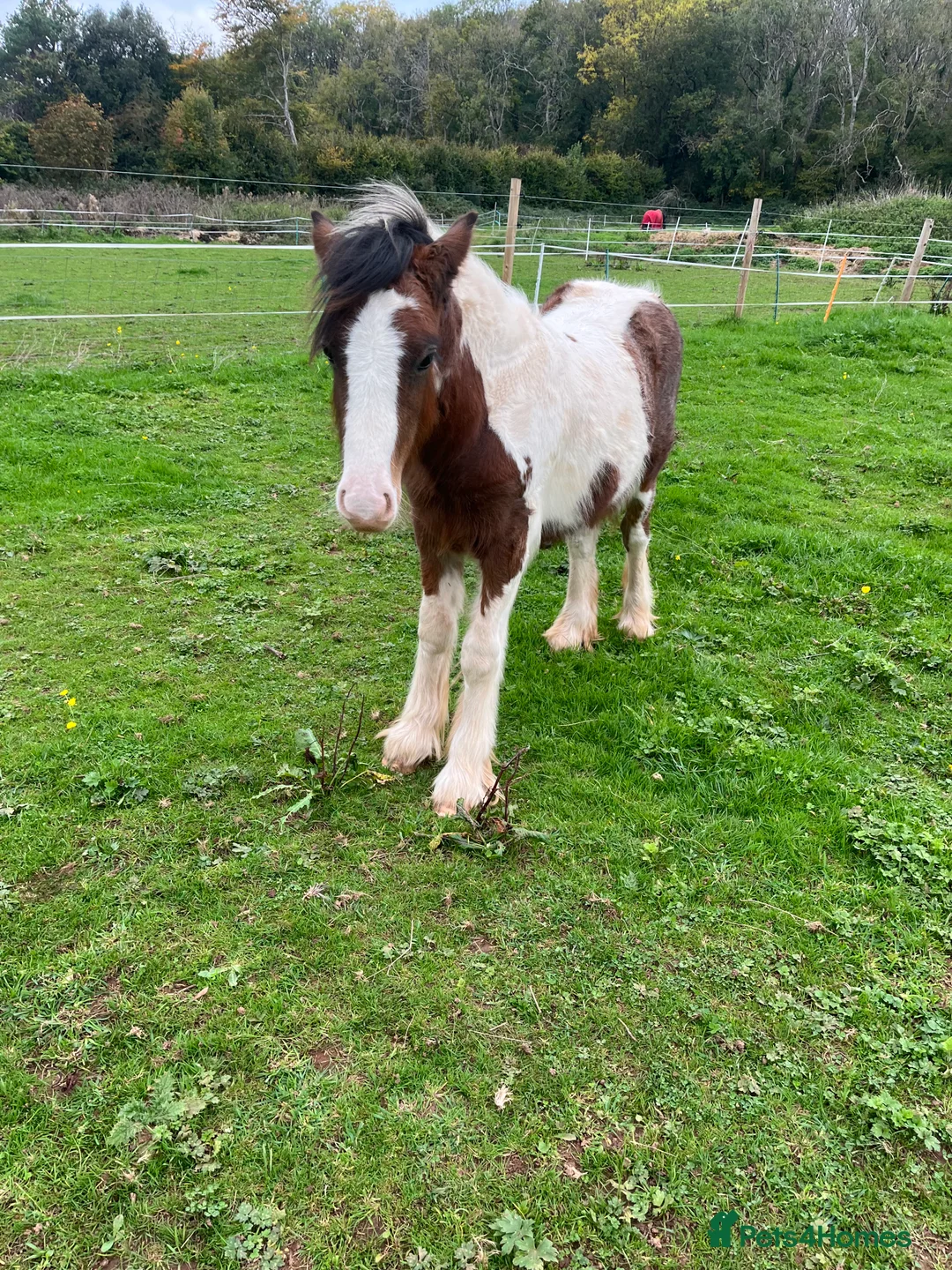 Irish Cob horses for sale: beautiful cob colt  - Advert 8