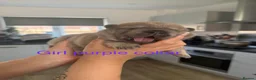 Mixed Breed dogs for sale: French chow puppies  - Advert 8