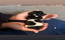 Chiweenie dogs for sale: Chiweenies - Image 2
