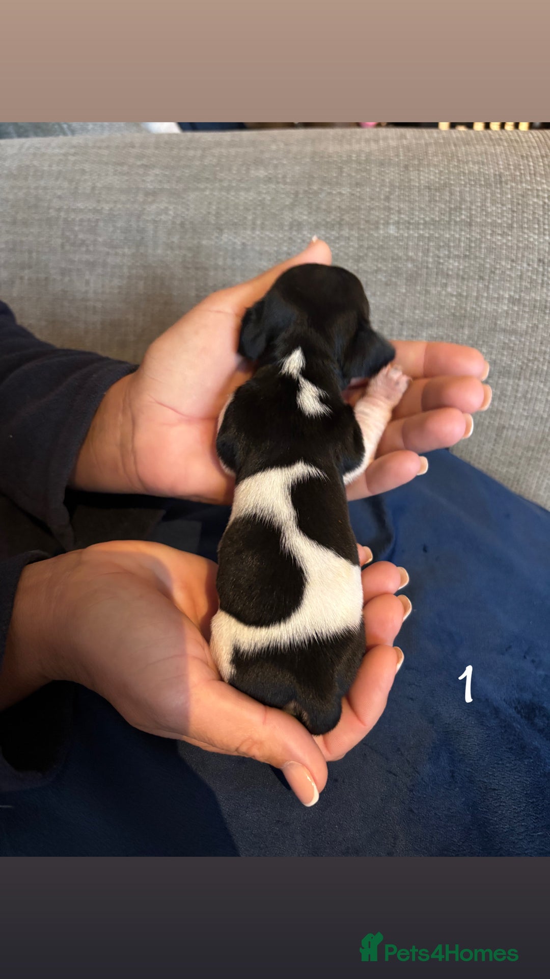 Chiweenie dogs for sale: Chiweenies - Image 2