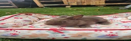 Netherland Dwarf rabbits for sale: Baby Rabbits for Sale – Beautiful Colours 🐰❤️ - Advert 13