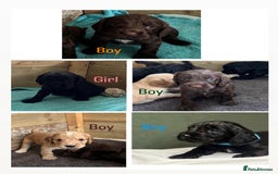Cocker Spaniel dogs for sale: 5 Adorable working cocker spaniel pups 🐶  - Image 1