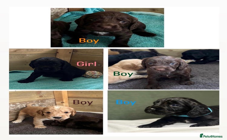 Cocker Spaniel dogs - Advert 5