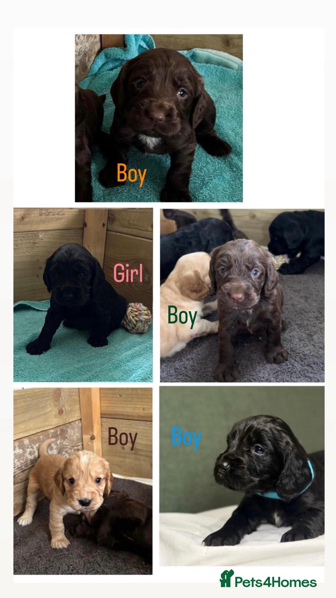 Cocker Spaniel dogs for sale: 5 Adorable working cocker spaniel pups 🐶  - Image 1