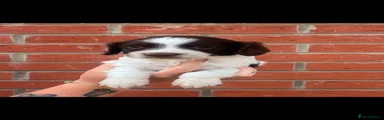 English Springer Spaniel Puppy 4