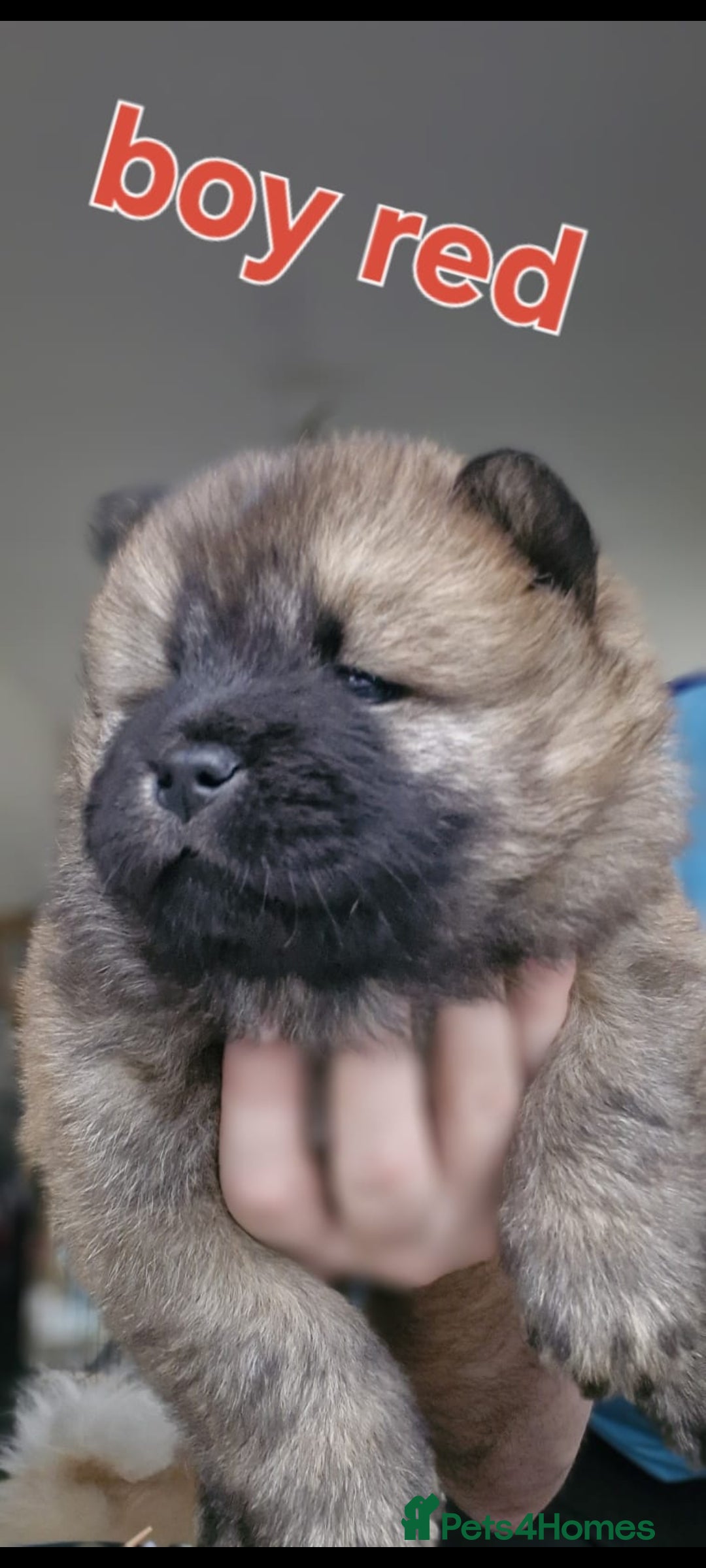 Chow Chow dogs for sale: KC REGISTERED QUALITY TEDDY BEAR CHOW CHOW 5 wk - Advert 3