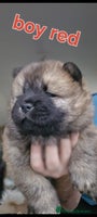 Chow Chow dogs KC REGISTERED QUALITY TEDDY BEAR CHOW CHOW 5 wk - Advert 3