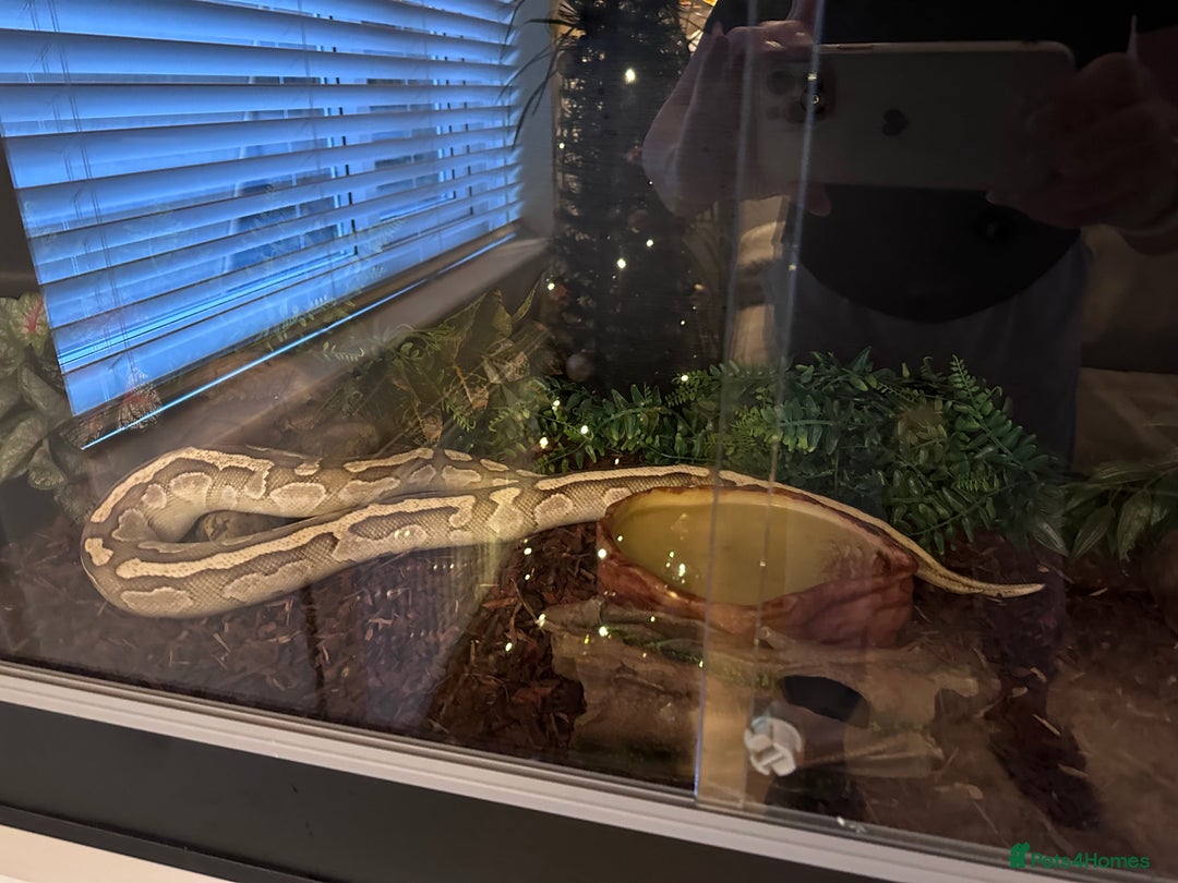 Python Snake reptiles for sale: Ball Python with full set up - Advert 4