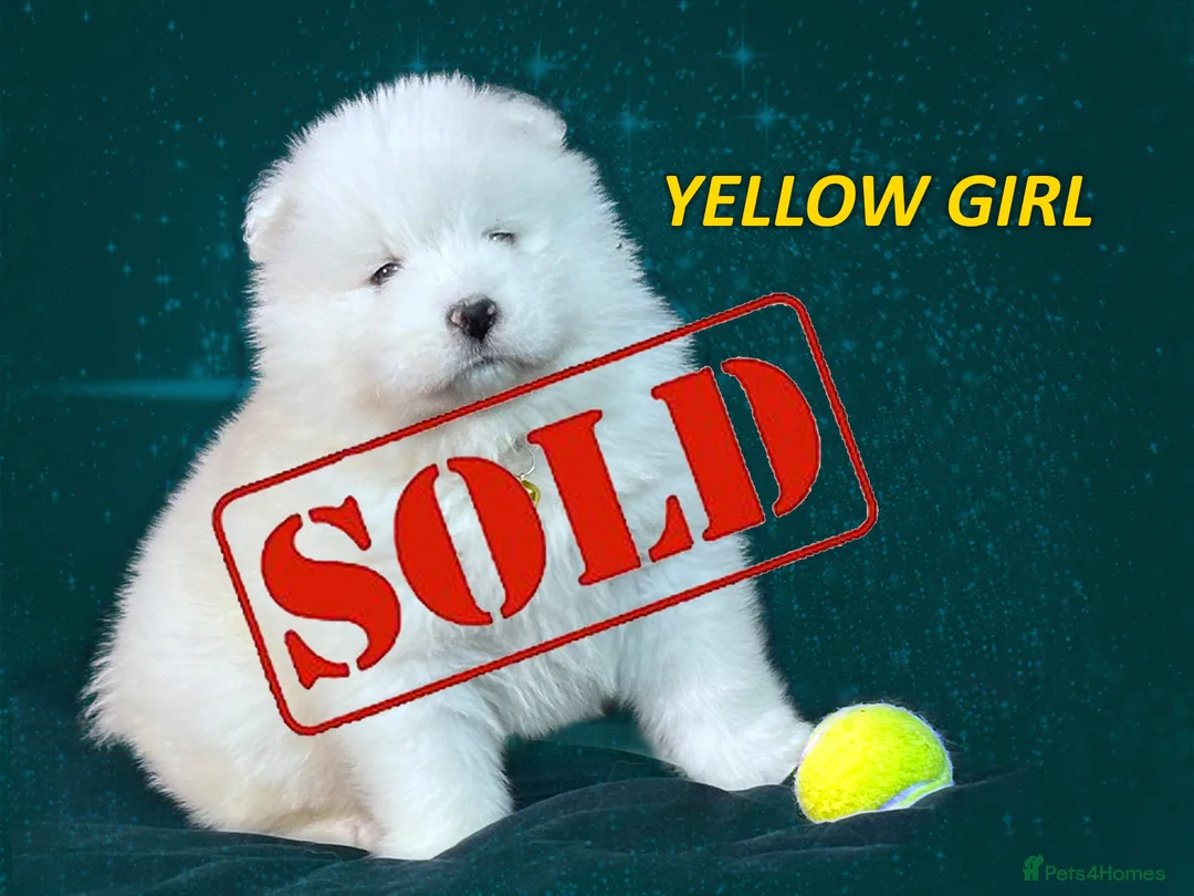 Samoyed dogs for sale: Puppies from three times champion father - Advert 13
