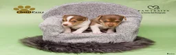 Jack Russell dogs for sale: Mini Jack Russell pups  in Chatteris - Advert 9