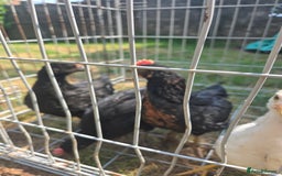 Chickens poultry for sale: 2 Cockerells - Image 3