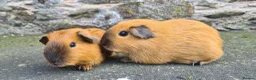 Guinea Pig rodents for sale: Californian male guinea pigs  - Advert 5