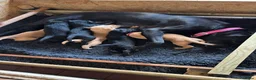 Labrador Retriever dogs for sale: Labrador puppies black and fox red for sale in Nottingham - Advert 8