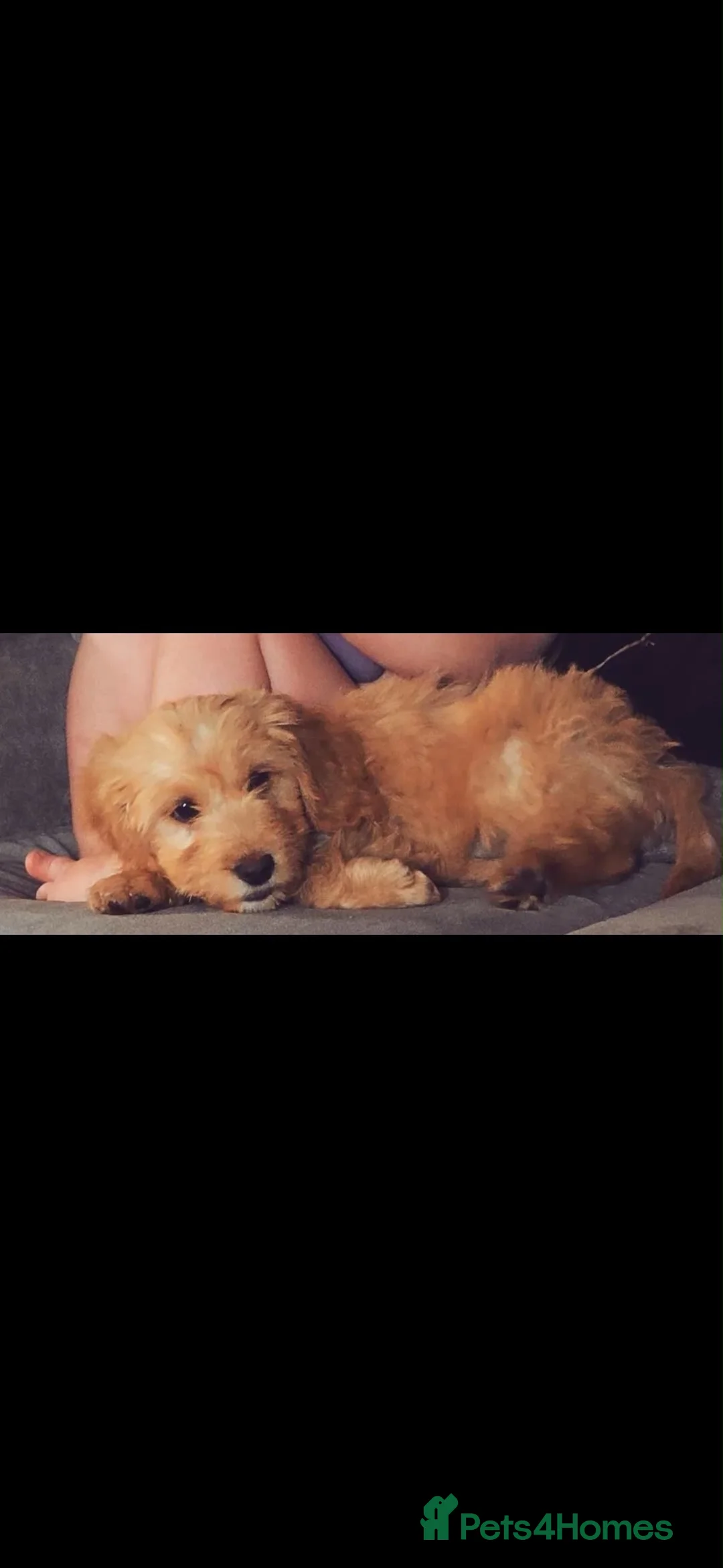 Cockapoo dogs for sale: 1 year old cookerpoo - Advert 3