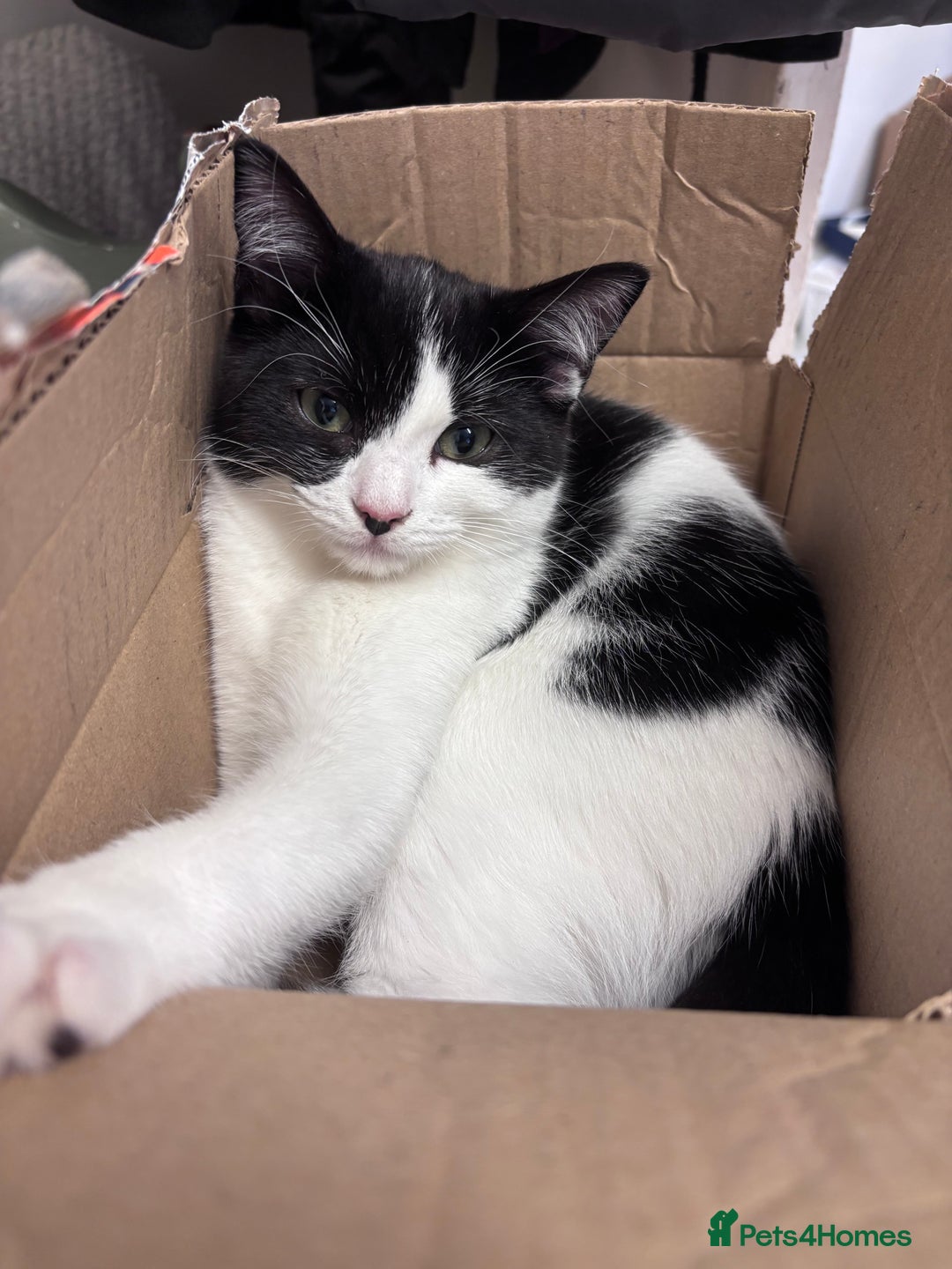 Ragdoll cats for sale: Ragdoll x bsh kittens - ready soon - Advert 8