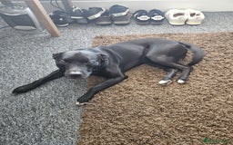 Labrador Retriever dogs for sale: Loki labrador cross - Image 1