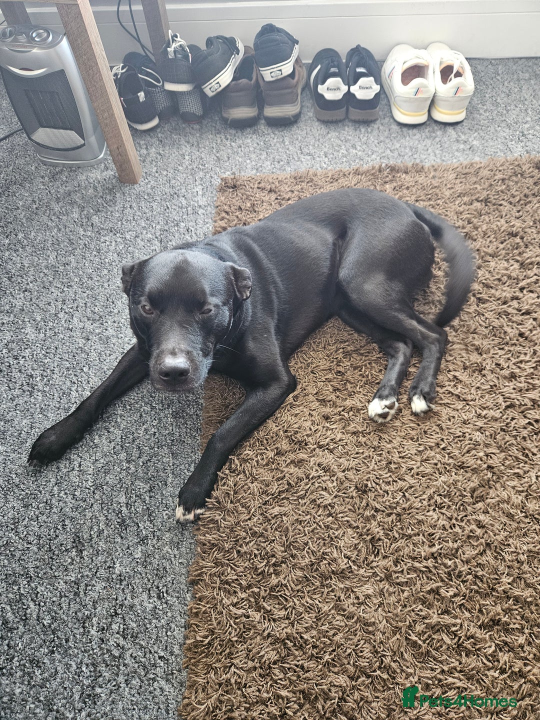 Labrador Retriever dogs for sale: Loki labrador cross - Image 1