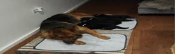 German Shepherd dogs for sale: High Quality Straight back KC registerd GSD pups - Advert 7