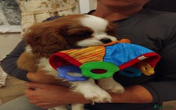 Cavalier King Charles Spaniel dogs for sale: 2beautiful king charles boys  - Image 11