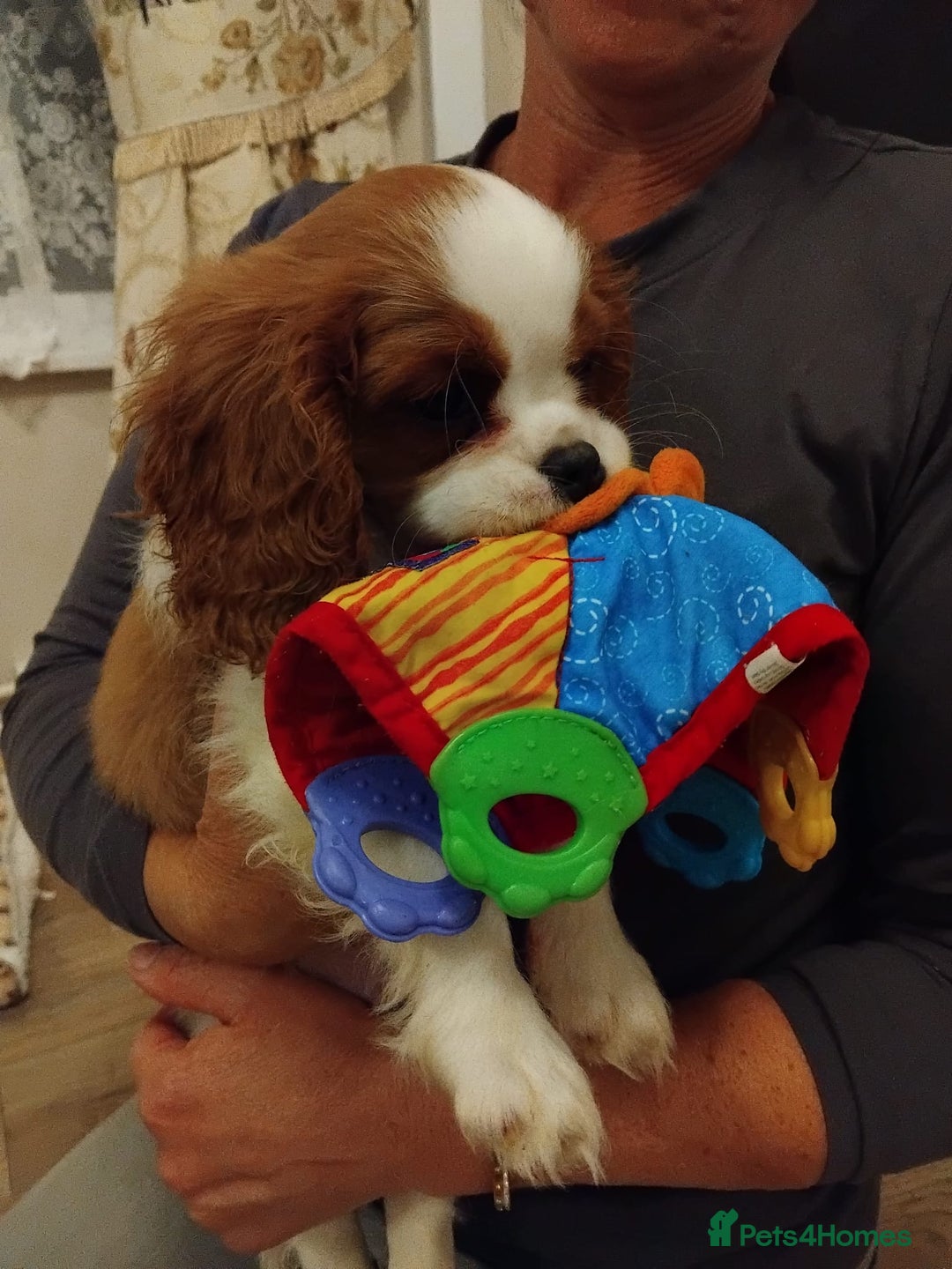 Cavalier King Charles Spaniel dogs for sale: 2beautiful king charles boys  - Image 11