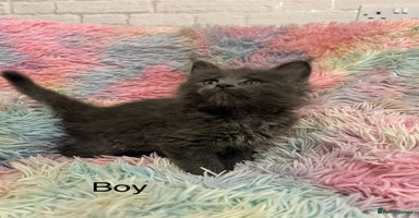 Maine Coon cats - Advert 11