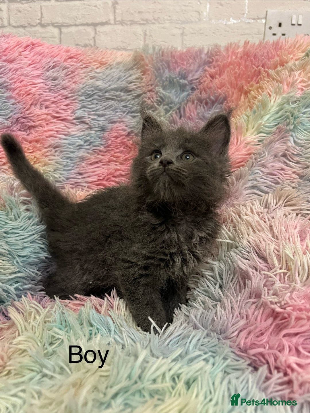 Maine Coon cats for sale: Maine Coon Kittens - Image 2