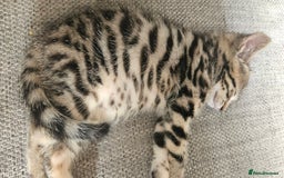 Bengal cats for sale: 5 month old bengal  - Image 11