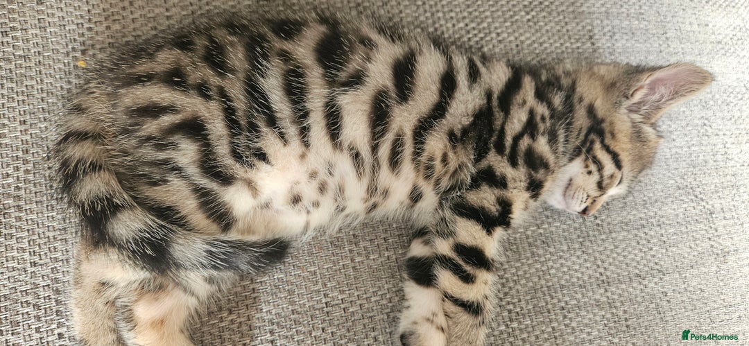Bengal cats for sale: 5 month old bengal  - Image 11