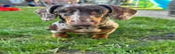 Miniature Dachshund dogs for sale: Beautiful Female Miniature Dachshund  - Advert 3