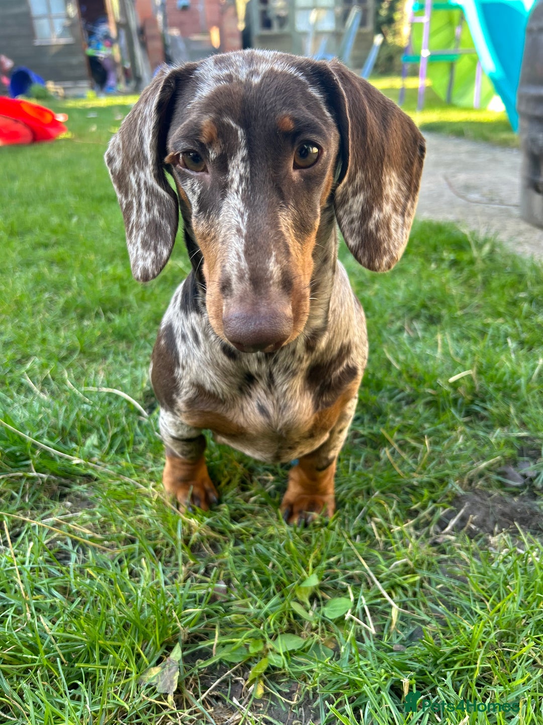 Miniature Dachshund dogs for sale: Beautiful Female Miniature Dachshund  - Advert 3