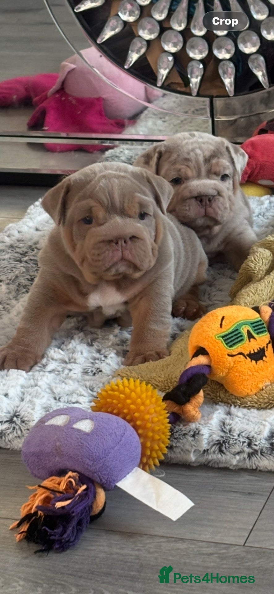 English Bulldog dogs *** QUALITY ENGLISH BULLDOG’s *** - Advert 1