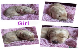 Labradoodle dogs for sale: Labradoodle puppies  - Image 10