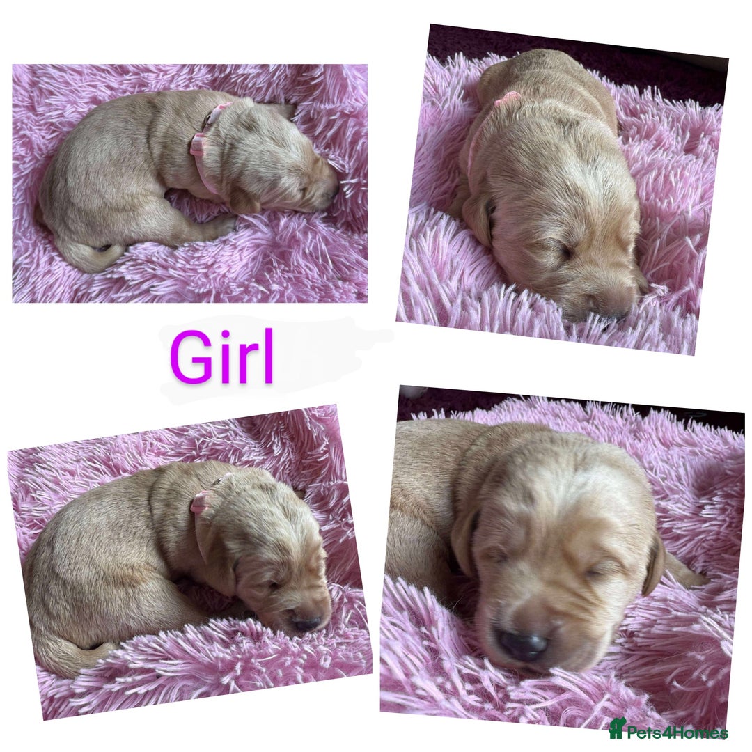 Labradoodle dogs for sale: Labradoodle puppies  - Image 10