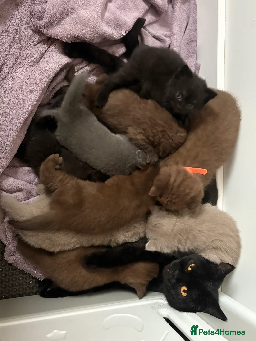 British Shorthair cats for sale: Ready NOW !🫶BLUE FEMALE GIRL GCCF registered 😻  - Advert 3